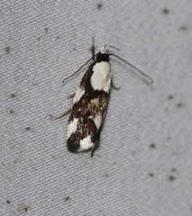 Coesyra hemiphragma
