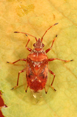 Kleidocerys ovalis
