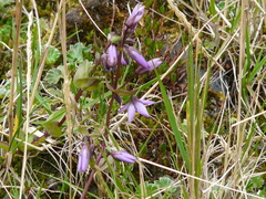 Gentianella rapunculoides