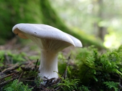 Clitocybe nebularis