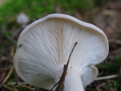 Clitocybe nebularis