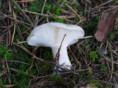 Clitocybe nebularis