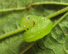 Pachyprotasis antennata