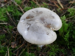 Clitocybe nebularis