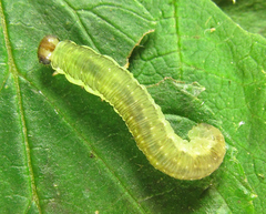 Pachyprotasis antennata
