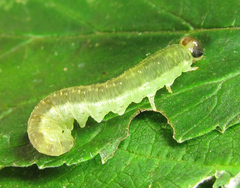 Pachyprotasis antennata