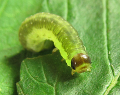 Pachyprotasis antennata