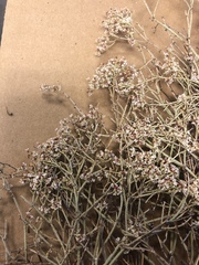 Eriogonum effusum