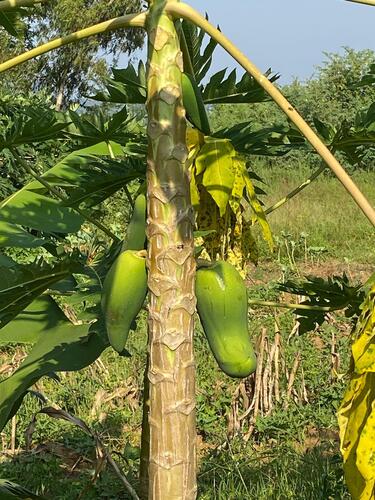 Papaya