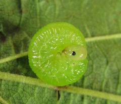 Pachyprotasis antennata