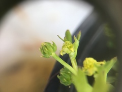 Ranunculus amphitrichus