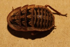 Euzosteria tuberculata