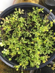 Ranunculus amphitrichus