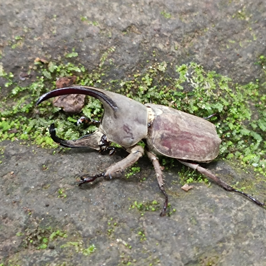 Spodistes mniszechi