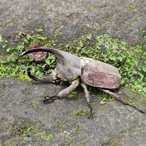 Spodistes mniszechi