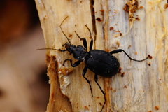 Cychrus caraboides