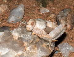 Trachypetrella anderssonii