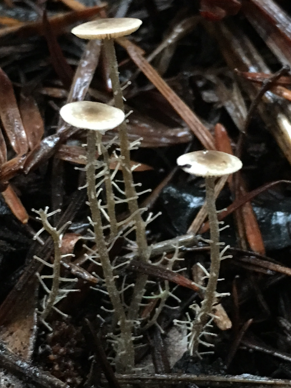Dendrocollybia image
