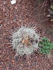 Thelocactus hexaedrophorus hexaedrophorus