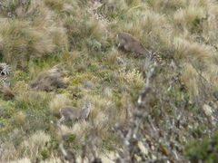 Odocoileus virginianus ustus