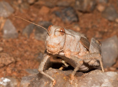 Trachypetrella anderssonii