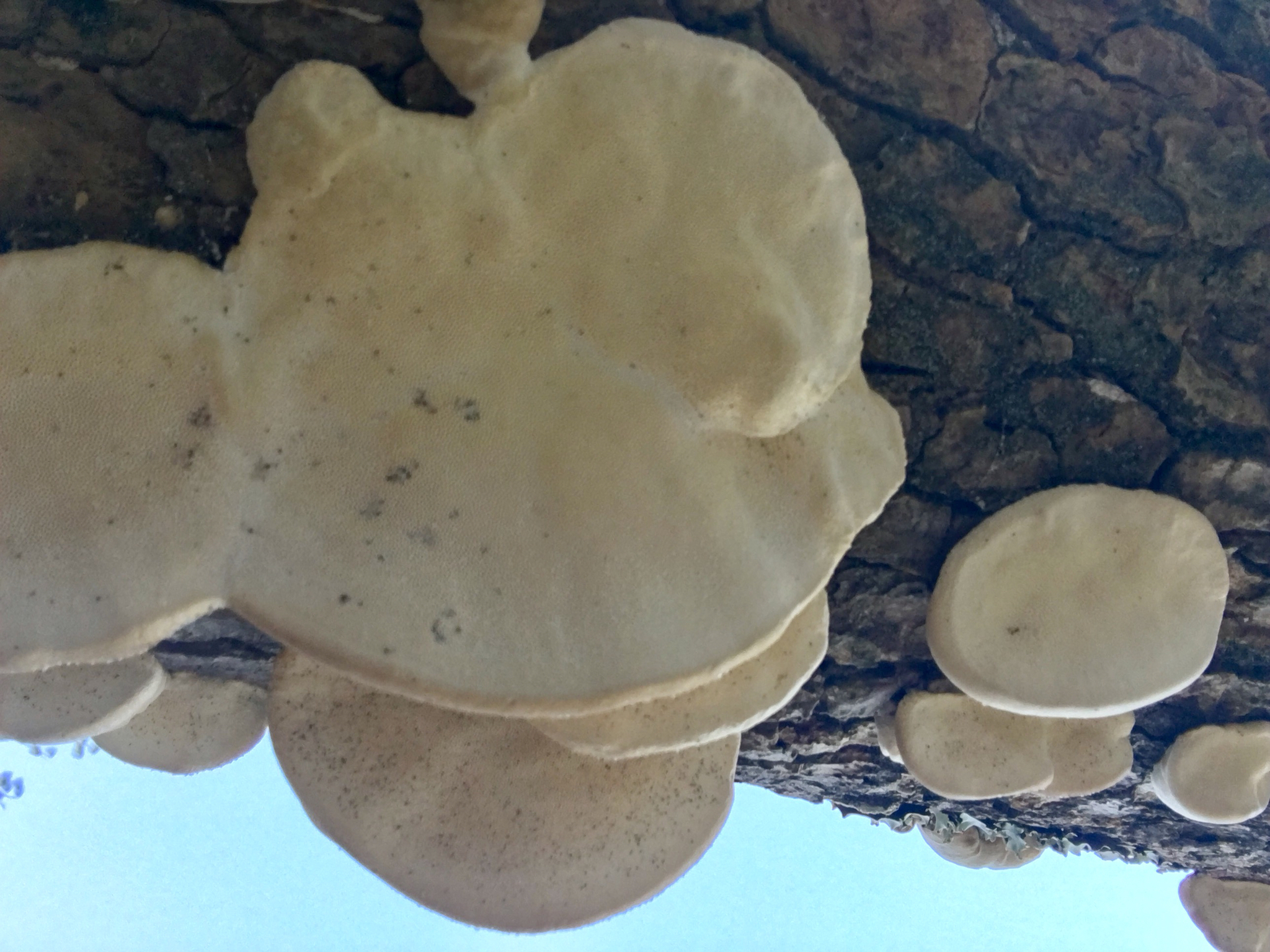 Trametes cubensis image