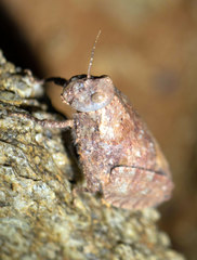 Trachypetrella anderssonii