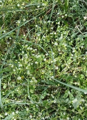 Stellaria cuspidata