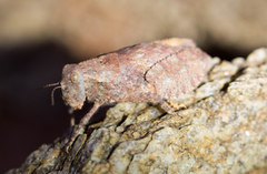 Trachypetrella anderssonii