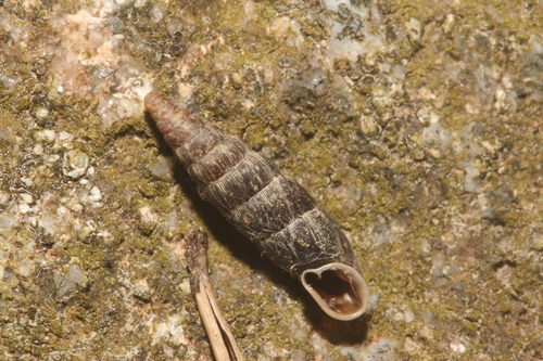 Clausilia dubia observed 2025-08-17