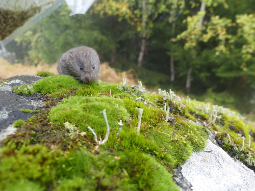 European Pine Vole