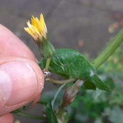 Sonchus oleraceus