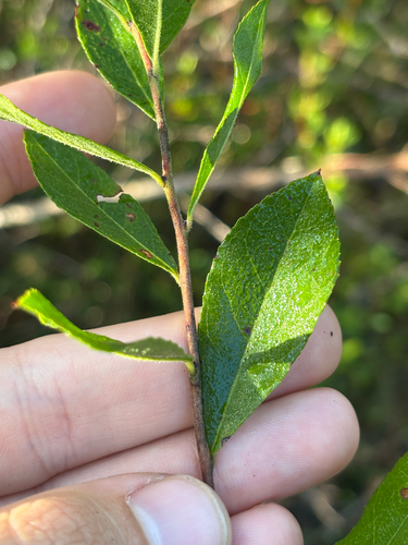 Woolly huckleberry (Gaylussacia mosieri)
