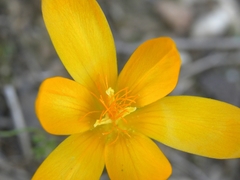 Crocus graveolens
