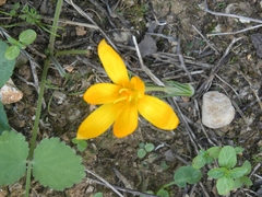Crocus graveolens