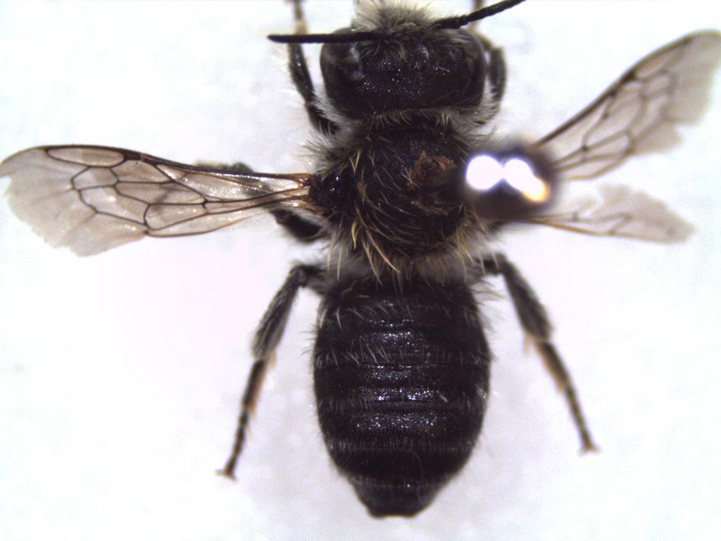 Hoplitis antigae