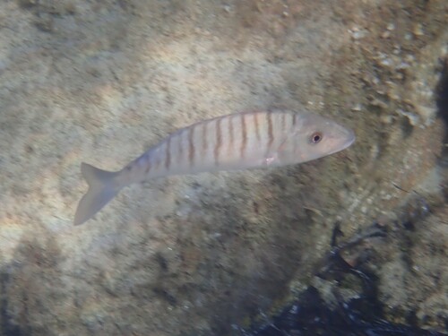 Lithognathus mormyrus