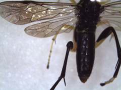 Macrophya