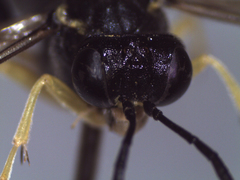 Macrophya