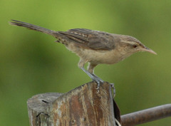 Thrush-Like Wren photo 2