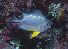 Amblyglyphidodon leucogaster