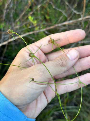 Slender Rose Gentian (Sabatia campanulata)