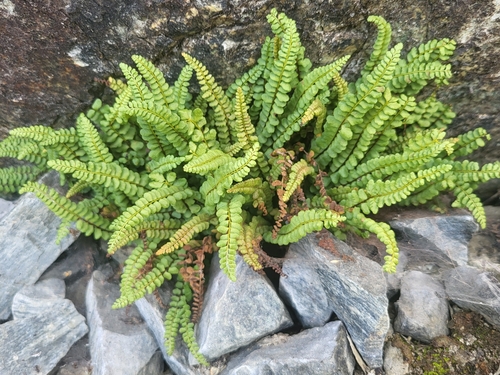 adulterated spleenwort
