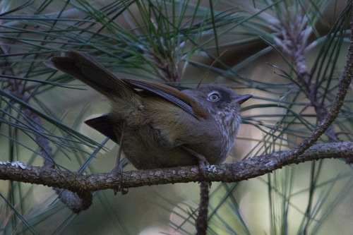 Fulvetta formosana