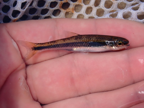 Dusky shiner (Notropis cummingsae) — Cyprinidae — 2