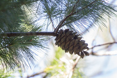 Pinus armandi