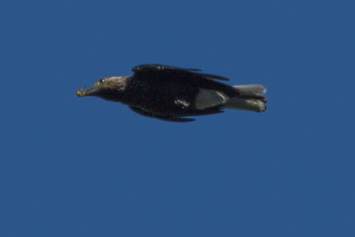 Nucifraga hemispila