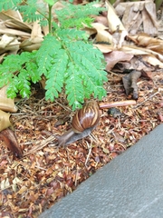 Lissachatina fulica