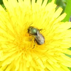 Osmia lignaria lignaria