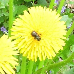 Osmia lignaria lignaria